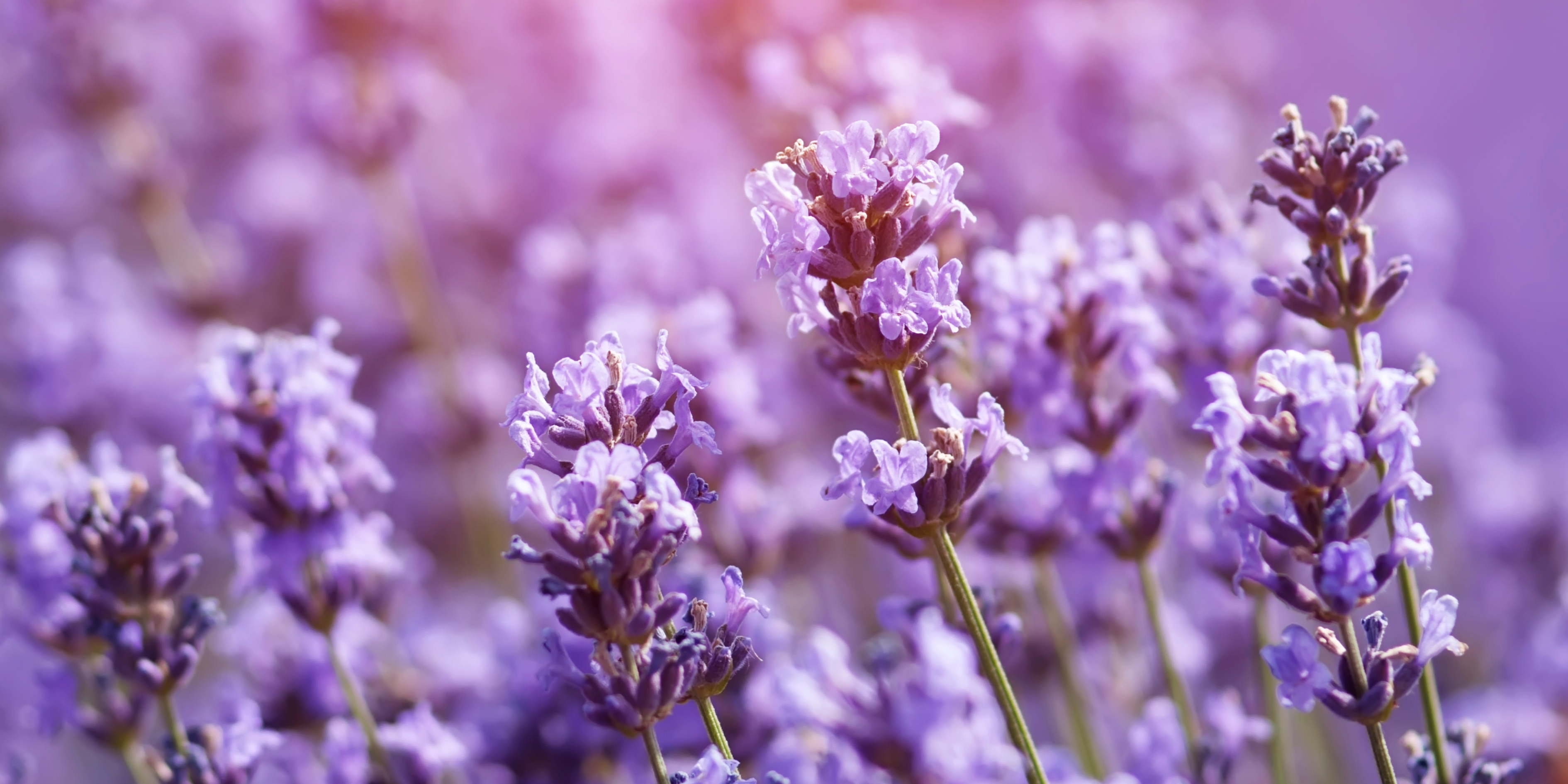 The most polarising candle scent and it's not lavender or vanilla.