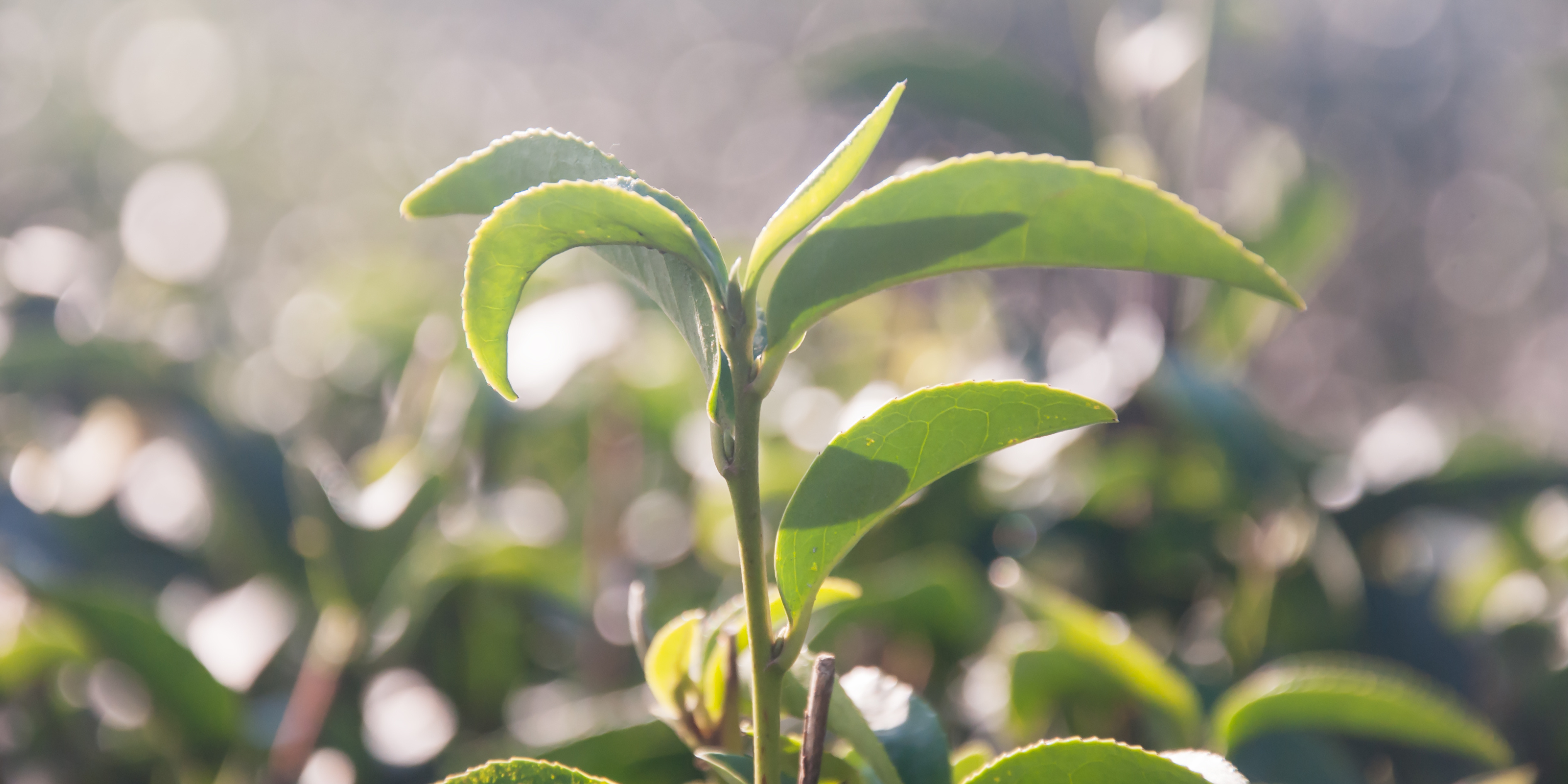 Herbal scented candles aren’t the most popular, but this one might change your mind.